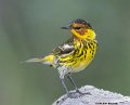_B249116 cape may warbler